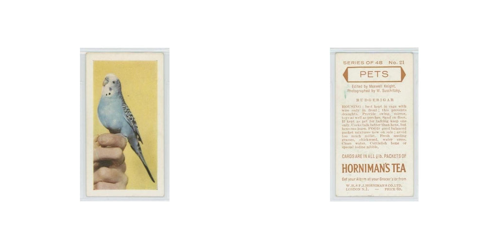 1960 Horniman's Tea Pets Budgerigar #21