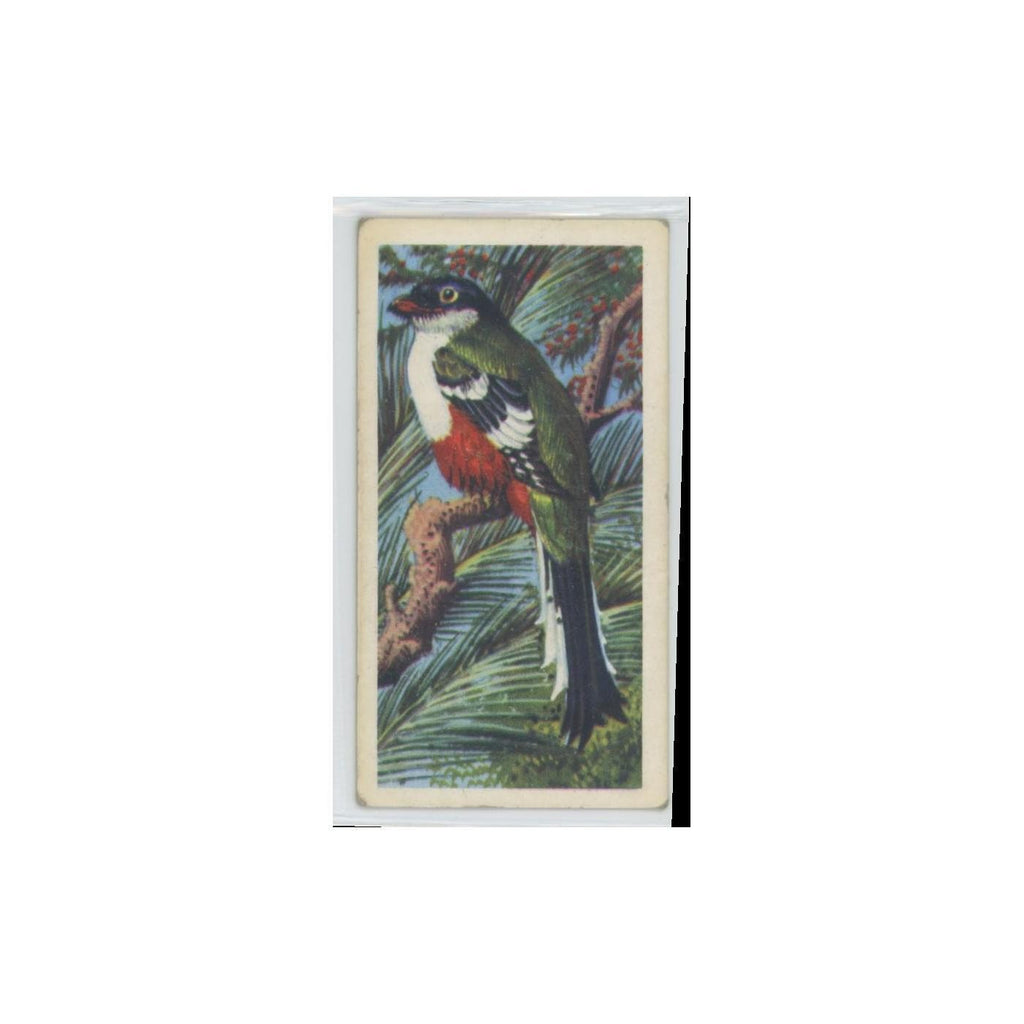 1961 Brooke Bond Tropical Birds Cuban Trogon #26