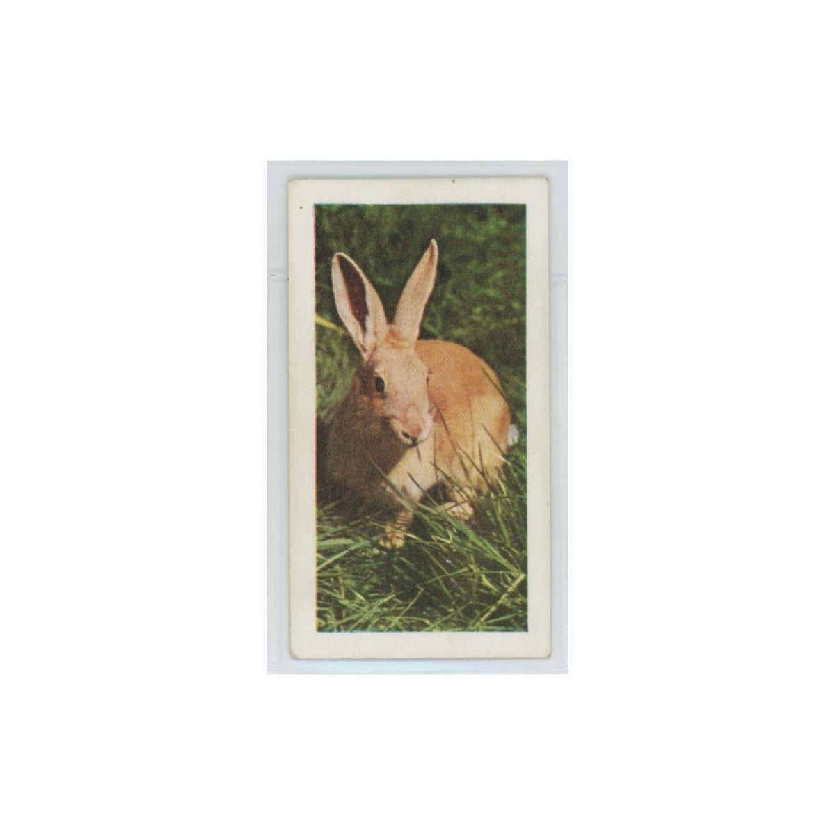 1960 Horniman's Tea Pets Rabbit #6