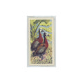 1961 Brooke Bond Tropical Birds White Faced Whistling Duck #33