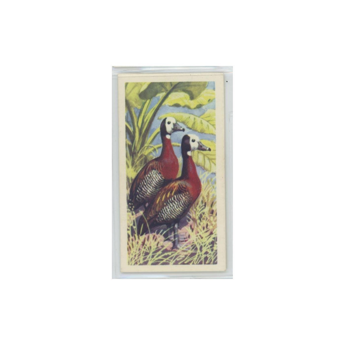 1961 Brooke Bond Tropical Birds White Faced Whistling Duck #33