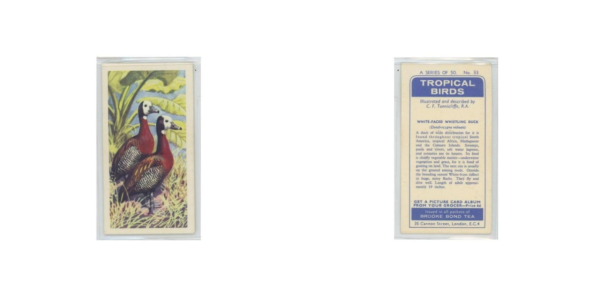 1961 Brooke Bond Tropical Birds White Faced Whistling Duck #33