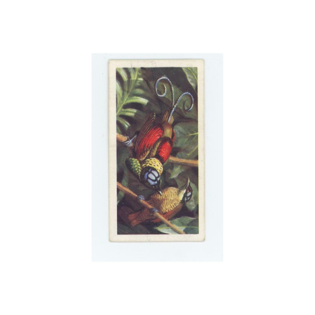 1961 Brooke Bond Tropical Birds Wilson's Bird of Paradise #50