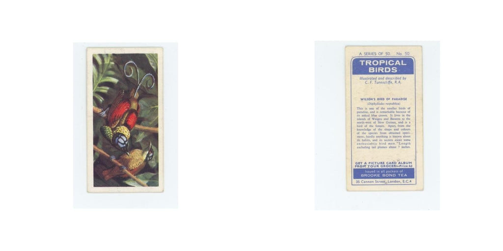 1961 Brooke Bond Tropical Birds Wilson's Bird of Paradise #50