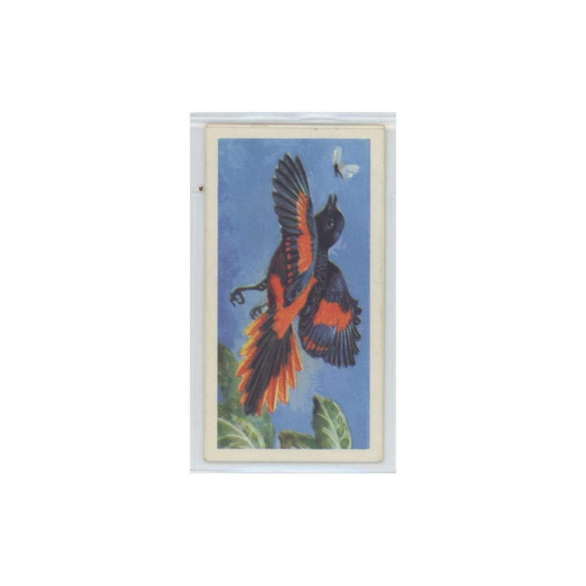 1961 Brooke Bond Tropical Birds Orange Minivet #40