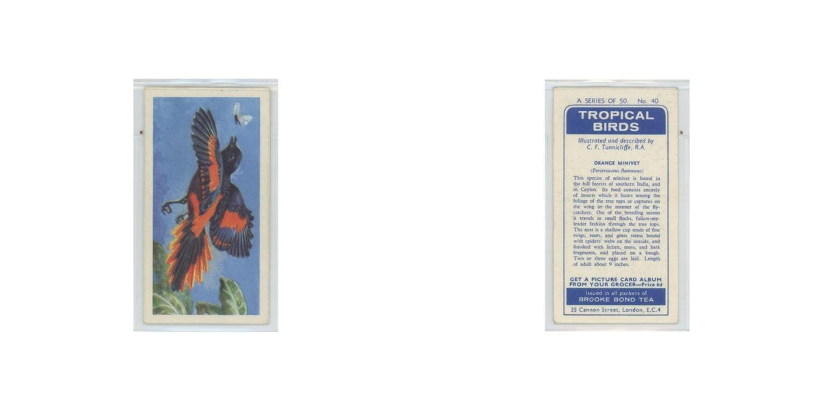 1961 Brooke Bond Tropical Birds Orange Minivet #40