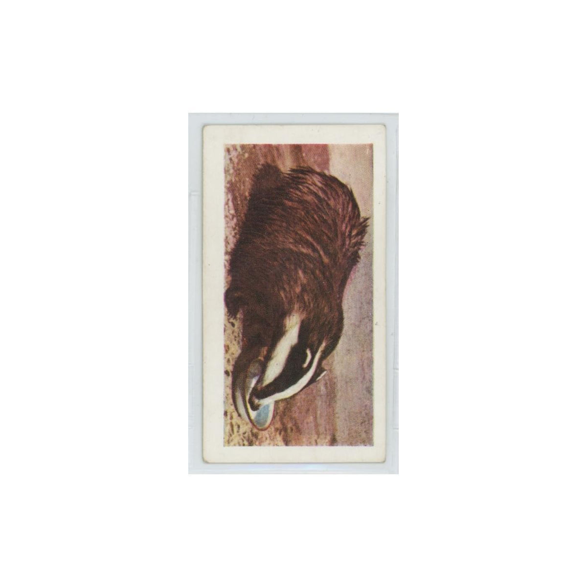 1960 Horniman's Tea Pets Badger Cub #8