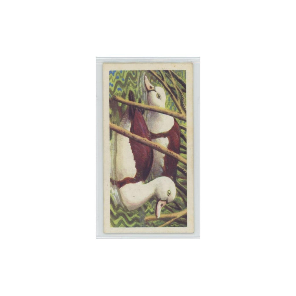 1961 Brooke Bond Tropical Birds Radjah Shelduck #46