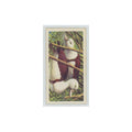 1961 Brooke Bond Tropical Birds Radjah Shelduck #46