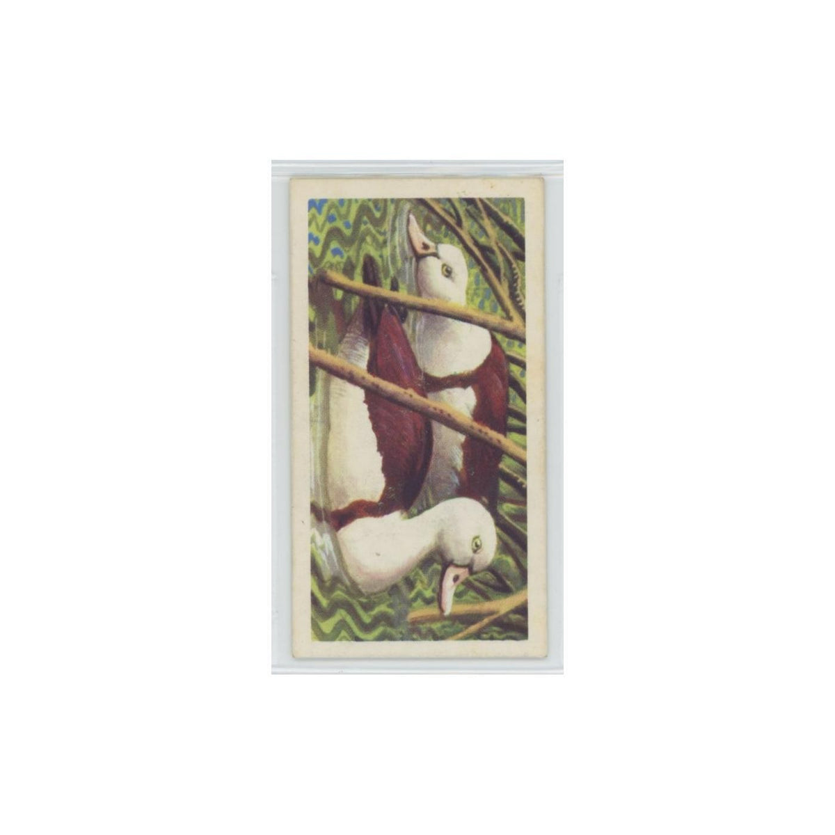 1961 Brooke Bond Tropical Birds Radjah Shelduck #46