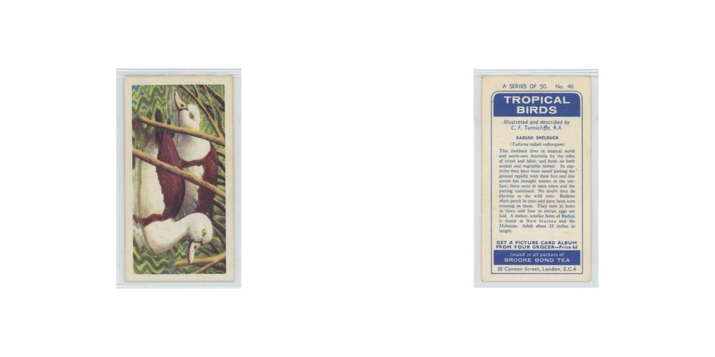 1961 Brooke Bond Tropical Birds Radjah Shelduck #46