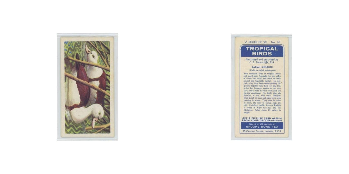 1961 Brooke Bond Tropical Birds Radjah Shelduck #46