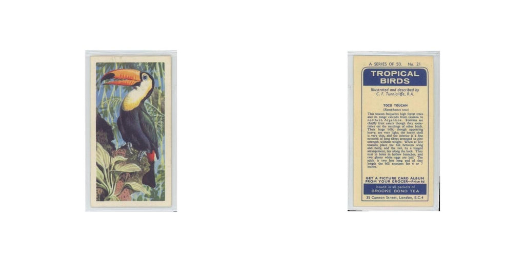 1961 Brooke Bond Tropical Birds Toco Toucan #21