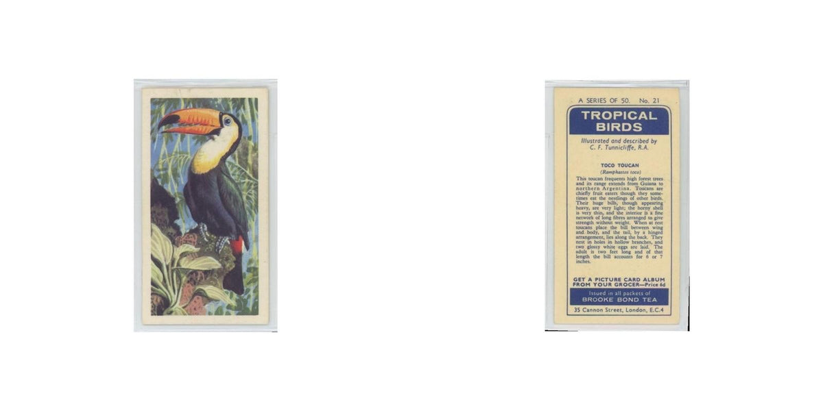 1961 Brooke Bond Tropical Birds Toco Toucan #21