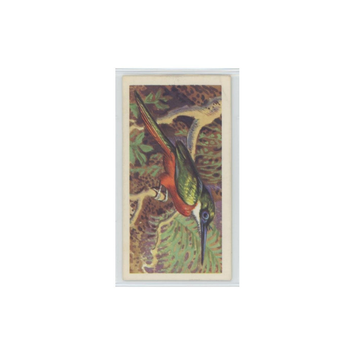 1961 Brooke Bond Tropical Birds Rufous Red Tailed Jacamar #22