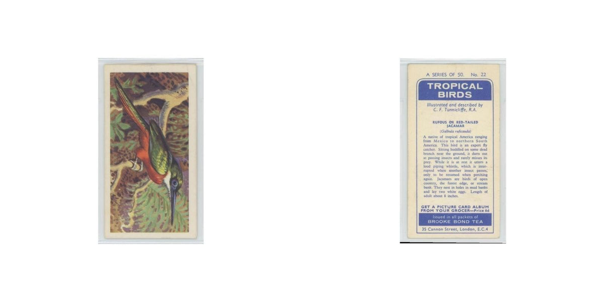 1961 Brooke Bond Tropical Birds Rufous Red Tailed Jacamar #22