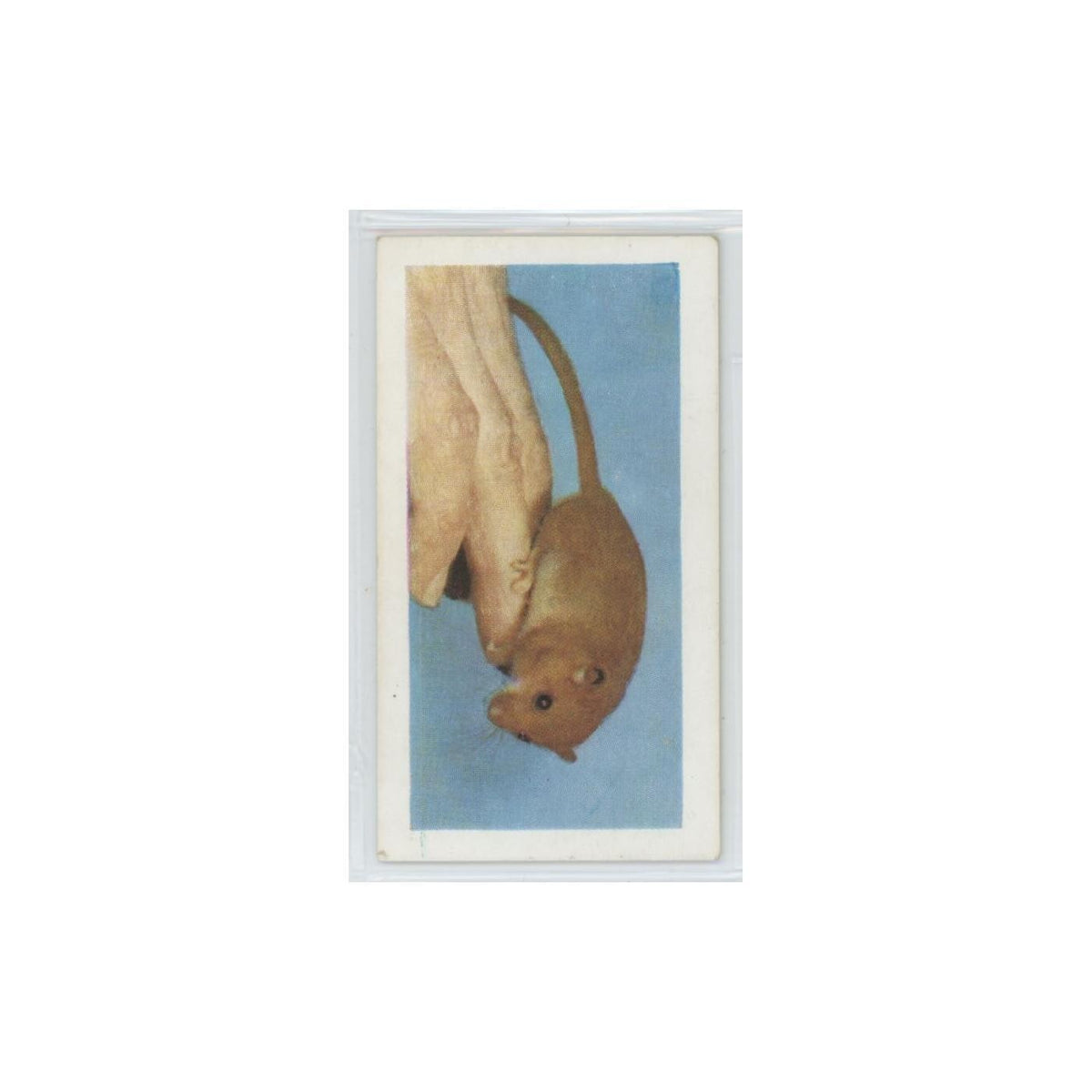 1960 Horniman's Tea Pets Dormouse #19