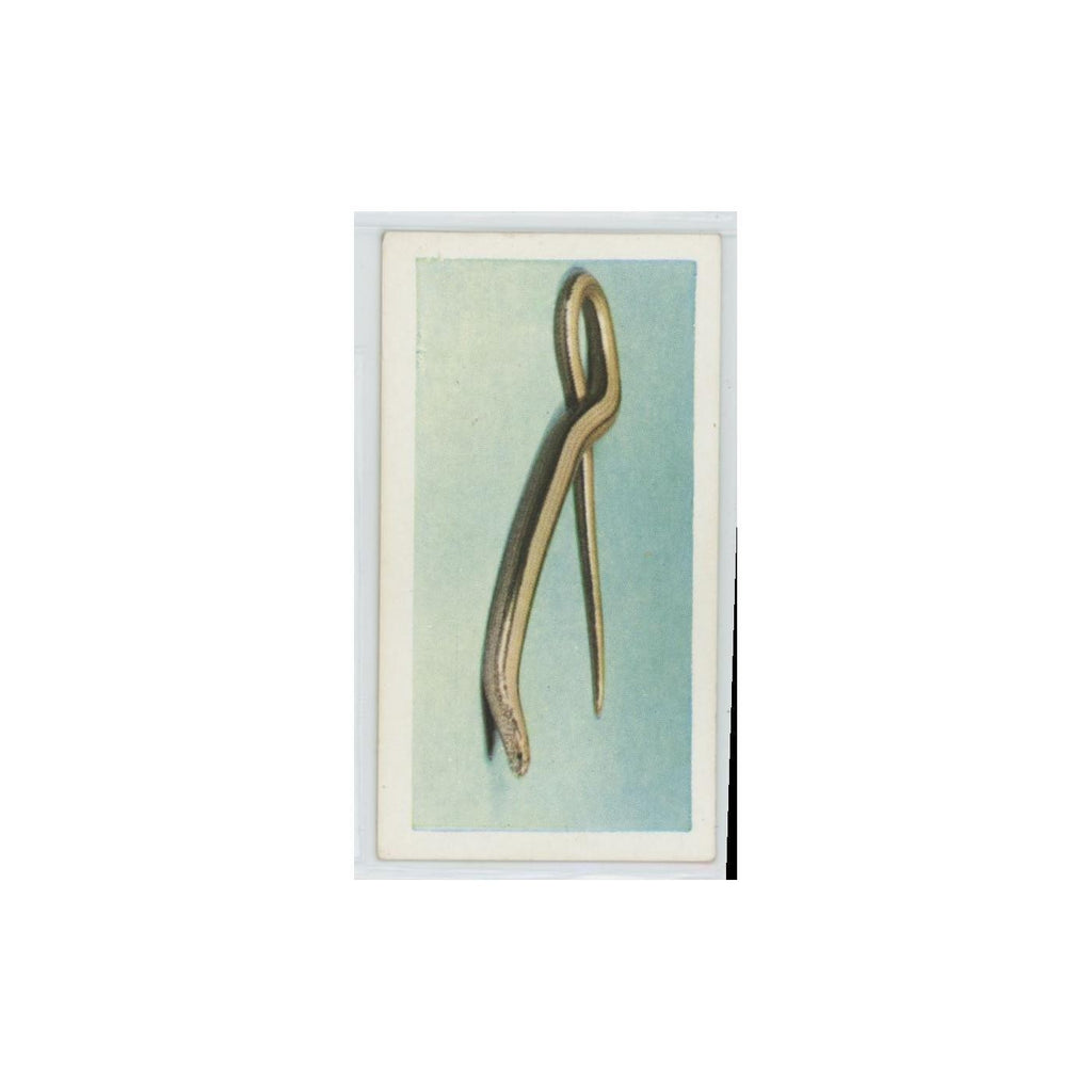 1960 Horniman's Tea Pets Slow Worm #42