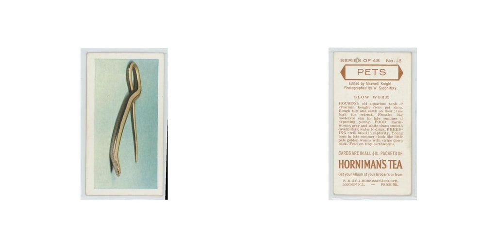 1960 Horniman's Tea Pets Slow Worm #42