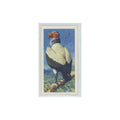 1961 Brooke Bond Tropical Birds King Condor #30