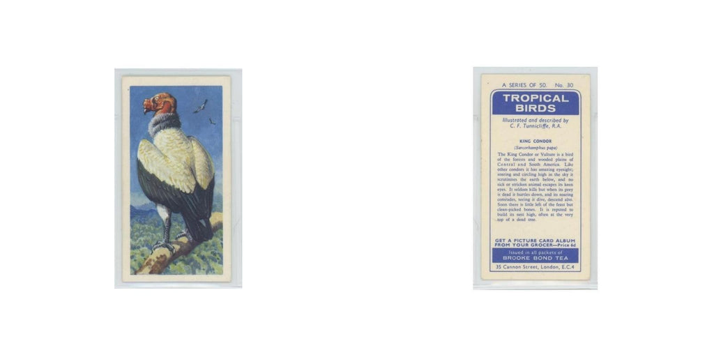 1961 Brooke Bond Tropical Birds King Condor #30
