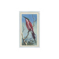 1961 Brooke Bond Tropical Birds Southern Carmine Bee Eater #17