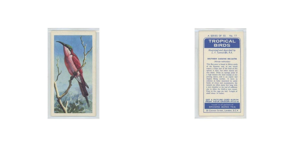 1961 Brooke Bond Tropical Birds Southern Carmine Bee Eater #17