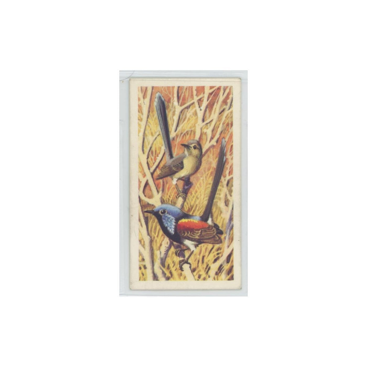 1961 Brooke Bond Tropical Birds Lovely Wren #42