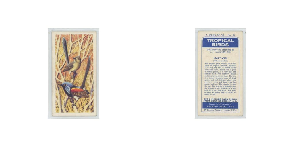 1961 Brooke Bond Tropical Birds Lovely Wren #42
