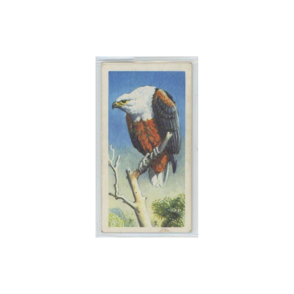 1961 Brooke Bond Tropical Birds Fish Eagle #16