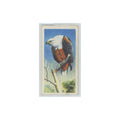 1961 Brooke Bond Tropical Birds Fish Eagle #16
