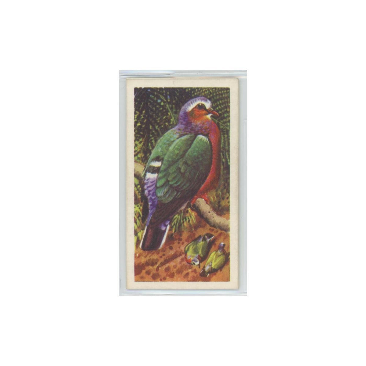 1961 Brooke Bond Tropical Birds Ceylon Emerald Dove #39