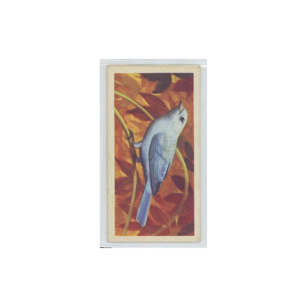 1961 Brooke Bond Tropical Birds Blue Grey Tanager #25
