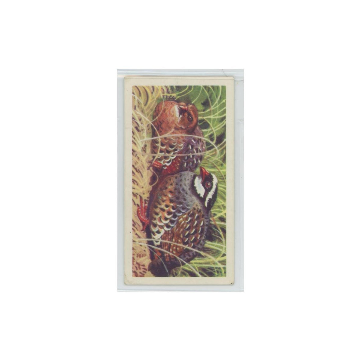 1961 Brooke Bond Tropical Birds Painted Bush Quail #41