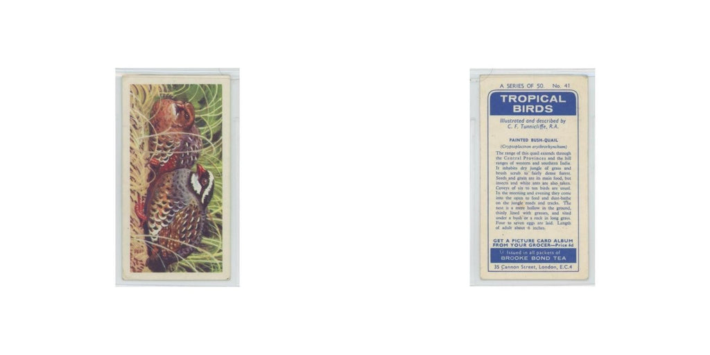 1961 Brooke Bond Tropical Birds Painted Bush Quail #41