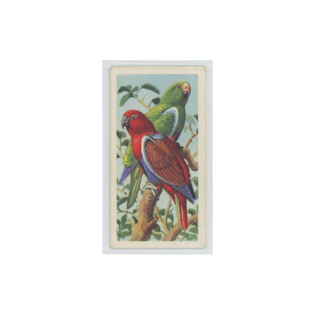 1961 Brooke Bond Tropical Birds Red Sided Parrot #47