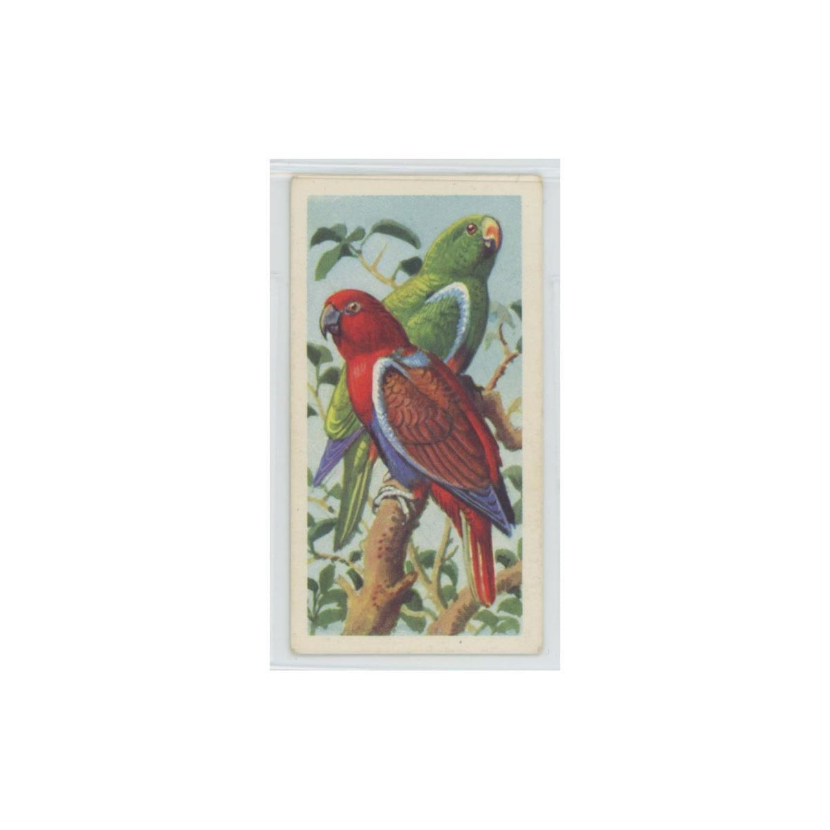 1961 Brooke Bond Tropical Birds Red Sided Parrot #47