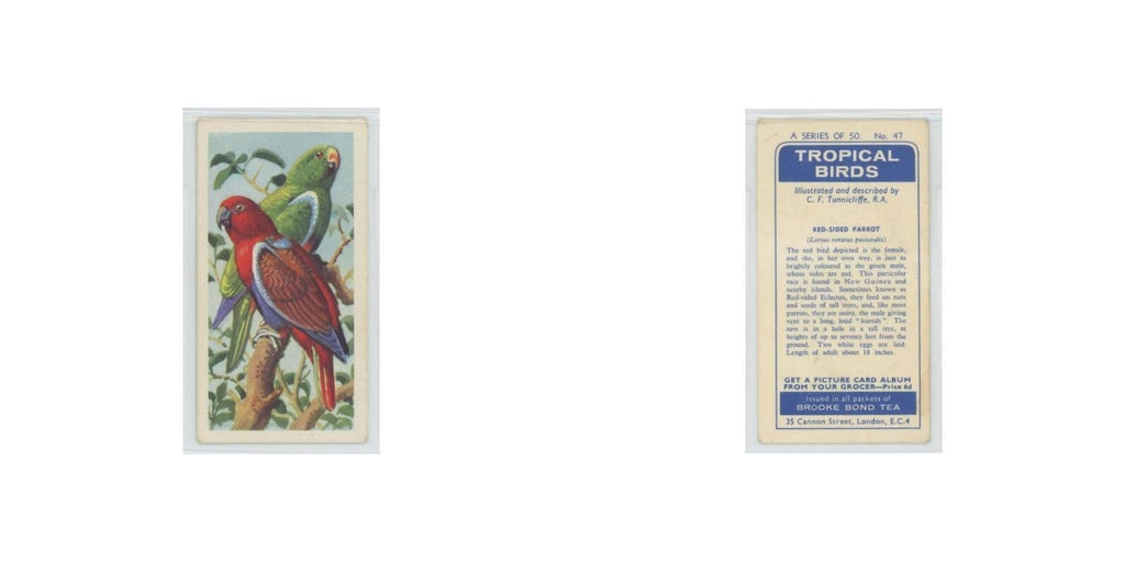 1961 Brooke Bond Tropical Birds Red Sided Parrot #47