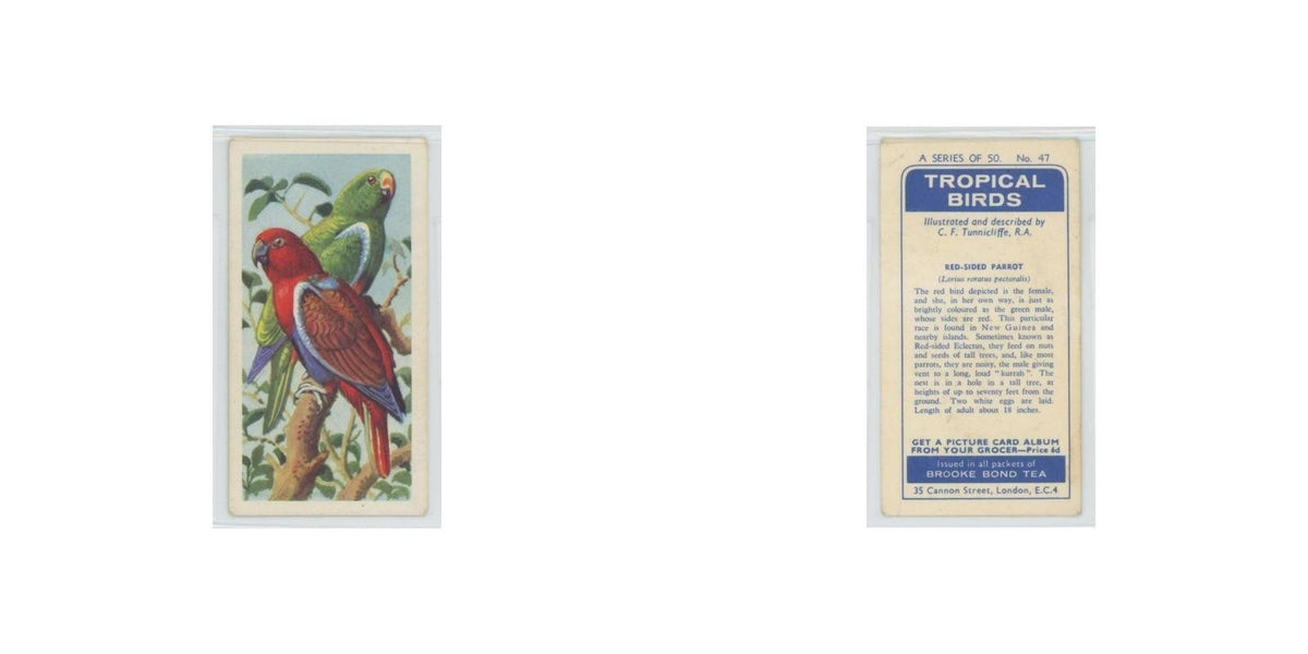 1961 Brooke Bond Tropical Birds Red Sided Parrot #47