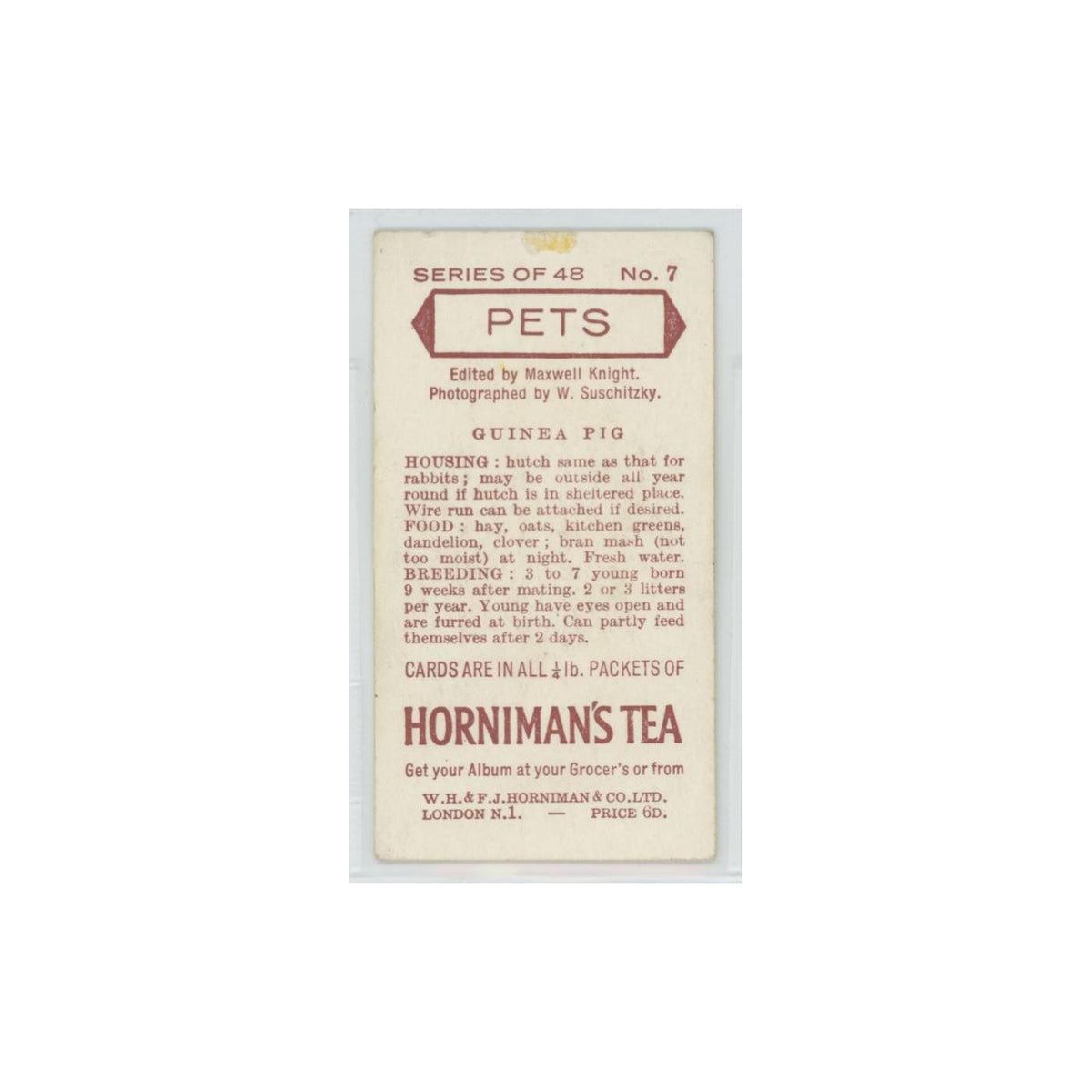 1960 Horniman's Tea Pets Guinea Pig #7