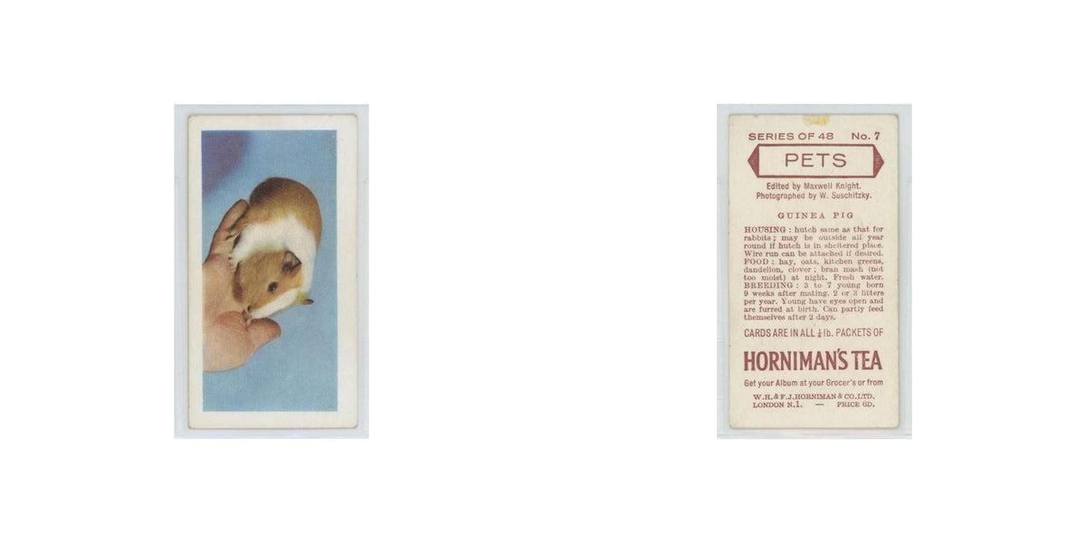 1960 Horniman's Tea Pets Guinea Pig #7