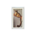 1960 Horniman's Tea Pets Bush Baby #15