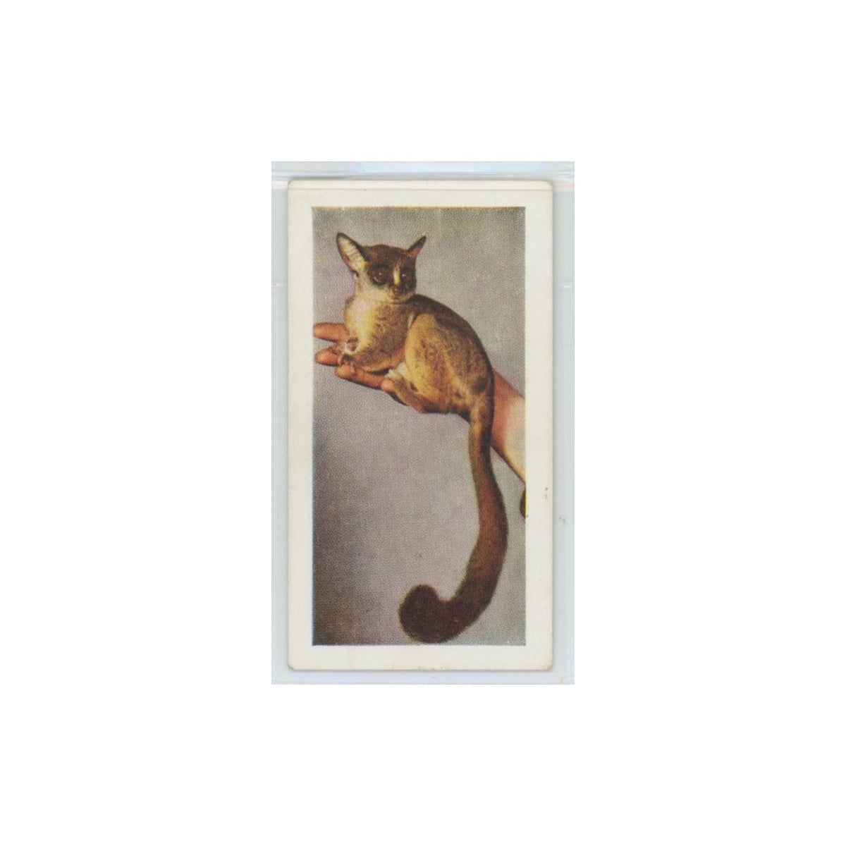 1960 Horniman's Tea Pets Bush Baby #15