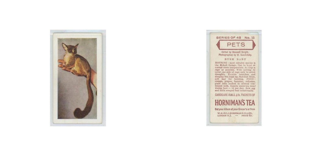 1960 Horniman's Tea Pets Bush Baby #15