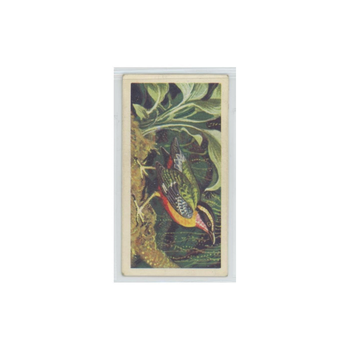 1961 Brooke Bond Tropical Birds Angolan Pitta #14