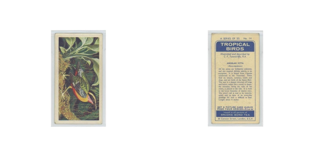 1961 Brooke Bond Tropical Birds Angolan Pitta #14