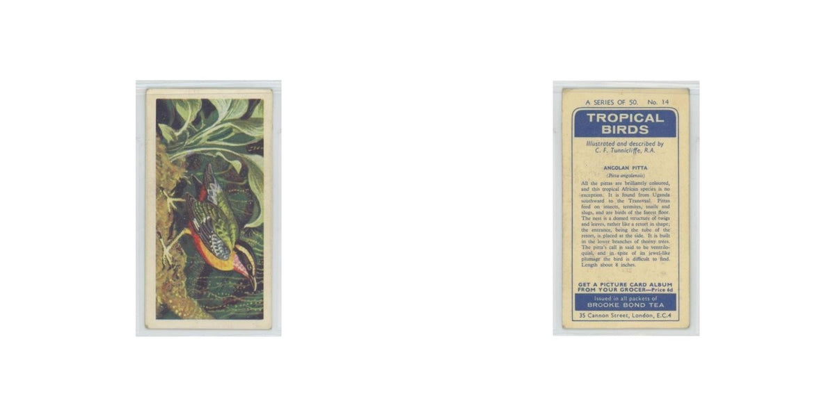 1961 Brooke Bond Tropical Birds Angolan Pitta #14