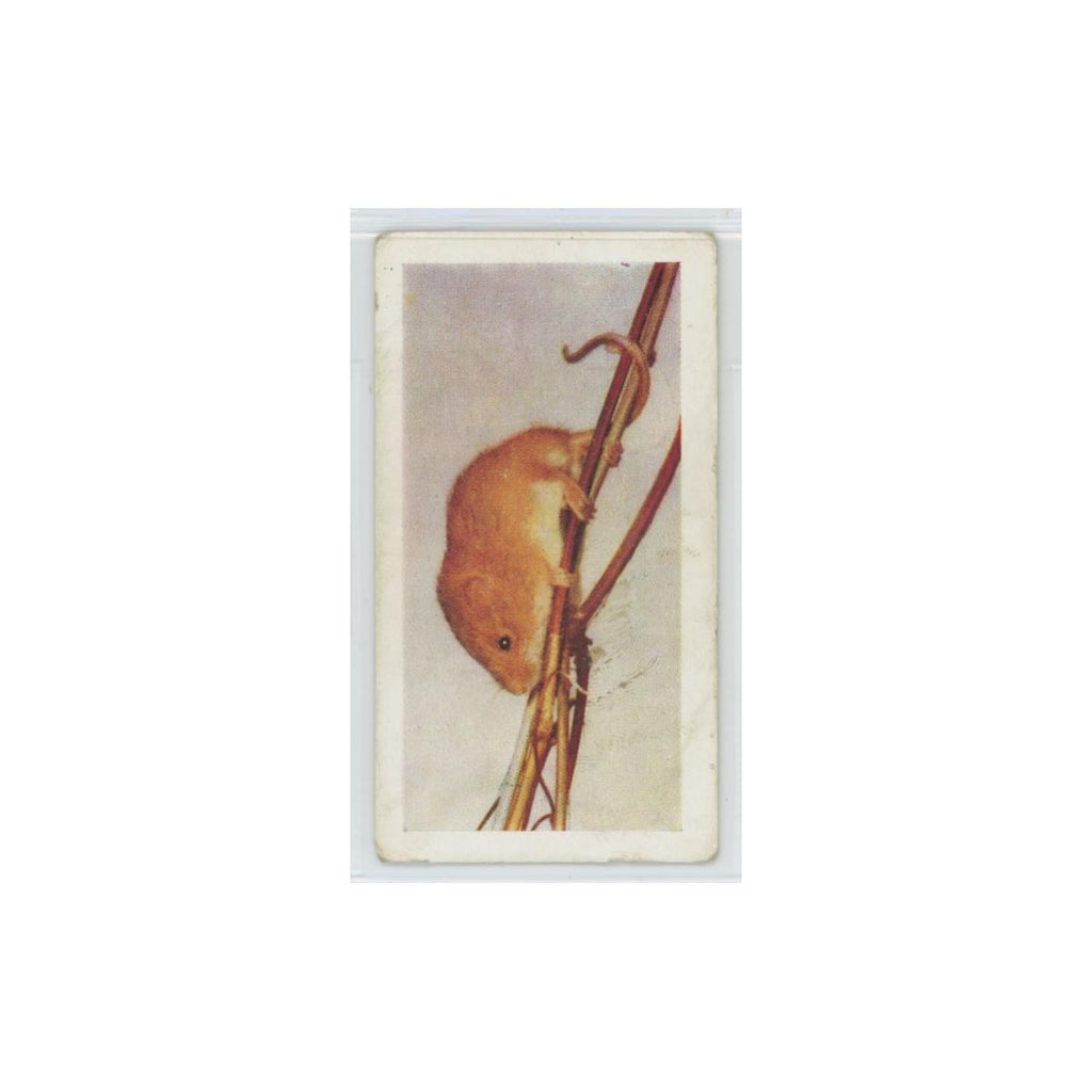 1960 Horniman's Tea Pets Harvest Mouse #20