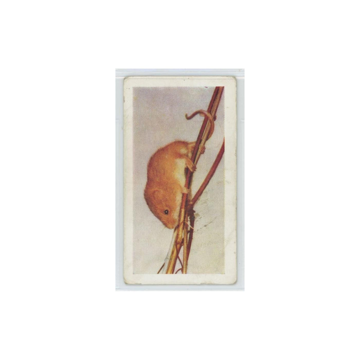 1960 Horniman's Tea Pets Harvest Mouse #20