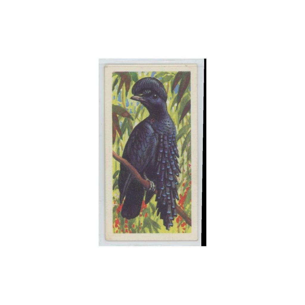 1961 Brooke Bond Tropical Birds Ornate Umbrella Bird #20